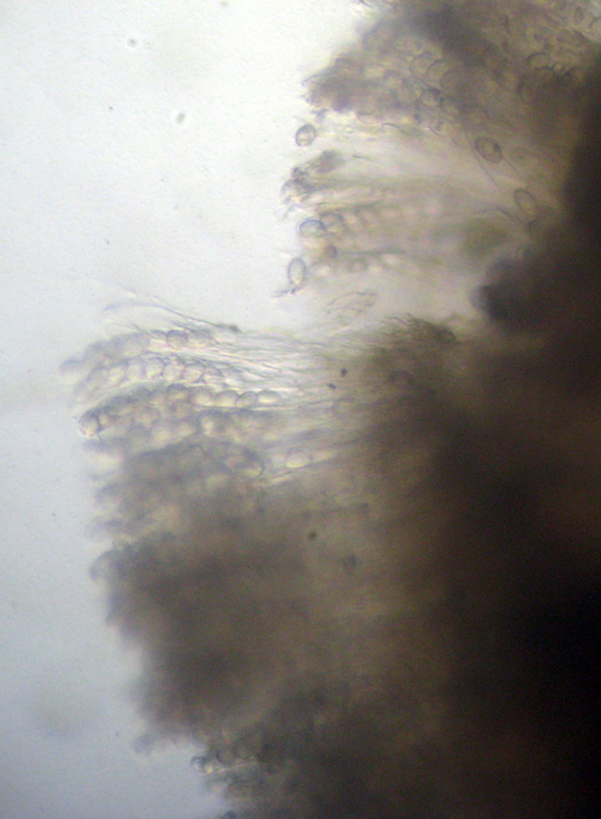 Su bruciato (cfr. Pyronema sp.)